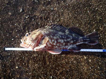 武庫一のBIG登場!