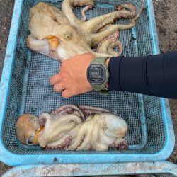 久しぶりのタコ釣り