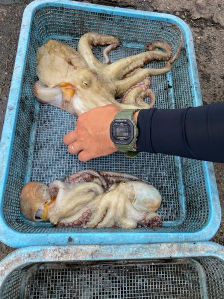 久しぶりのタコ釣り