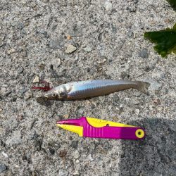 キス釣りリベンジ