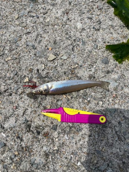 キス釣りリベンジ