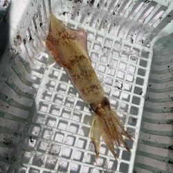 日本海剣先イカ狙い