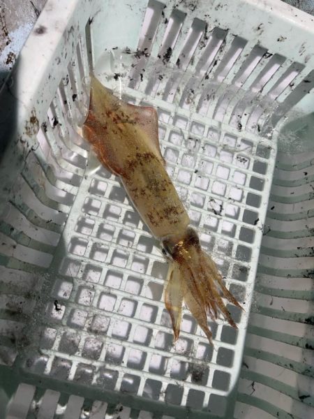 日本海剣先イカ狙い