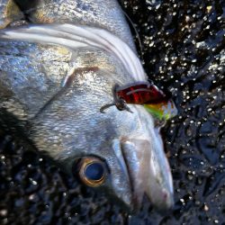 鉄板バイブが効きすぎる！