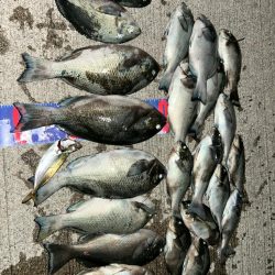 魚津港 フカセ夜釣り