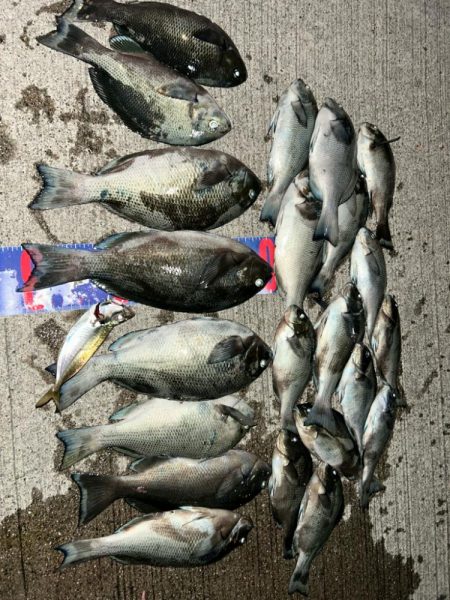 魚津港 フカセ夜釣り