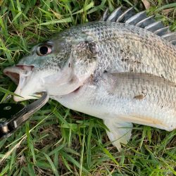 淀川のスモールマウスバス