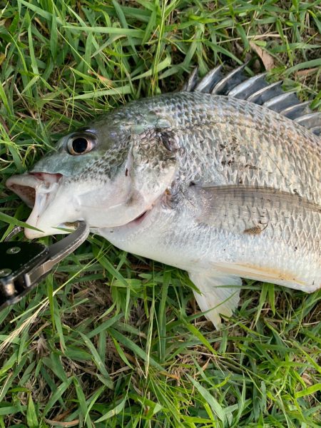 淀川のスモールマウスバス