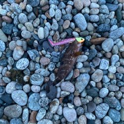 フラットフィッシュの続き