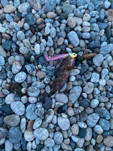 フラットフィッシュの続き