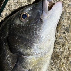 苦潮?ライトワインド