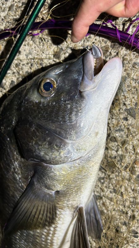 苦潮?ライトワインド