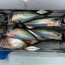 イカメタル日本海