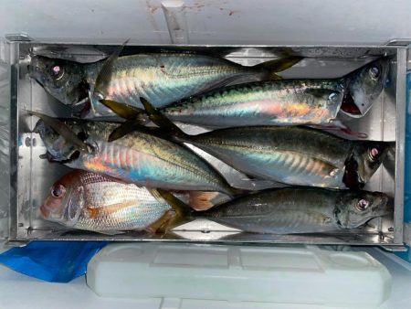 イカメタル日本海