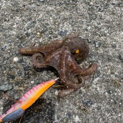 雨の中のタコ釣り