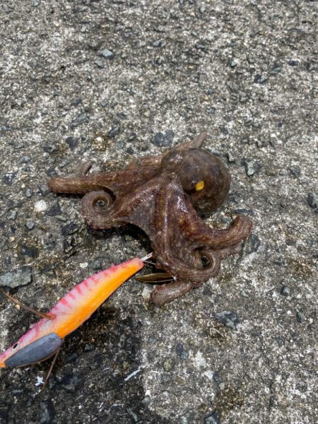 雨の中のタコ釣り