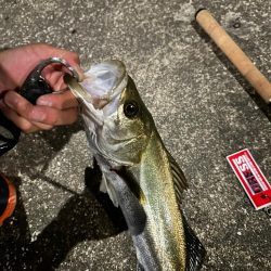 大好きなBlueBlueのルアーで縛ってみた(2,3本目)