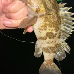 サイズアップライトワインド