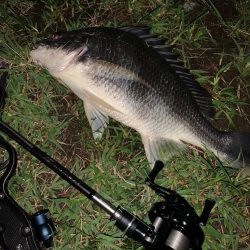 淀川のシーバス