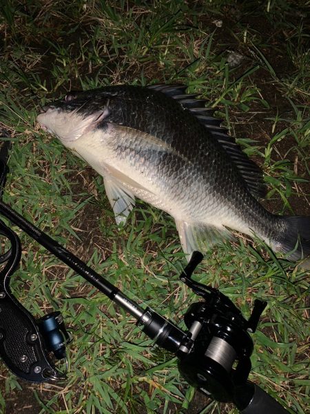 淀川のシーバス