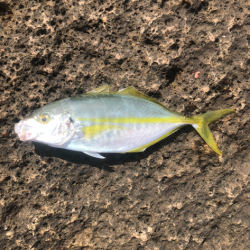 ショアからシマアジ！