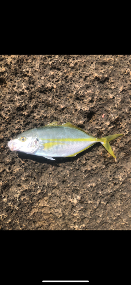 ショアからシマアジ！