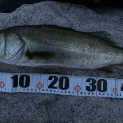 夏の朝シーバス