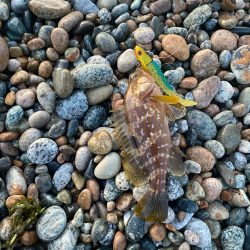 フラットフィッシュ