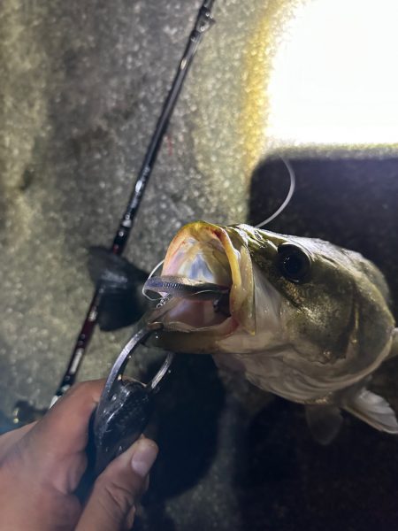 1hだけの入れ食いモード