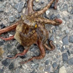 タコは気まぐれ 11