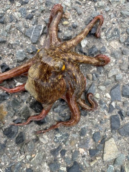 タコは気まぐれ　11