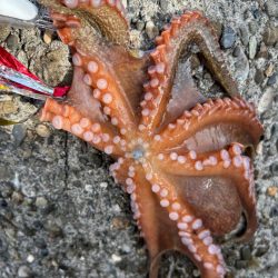 オクトパッシング16