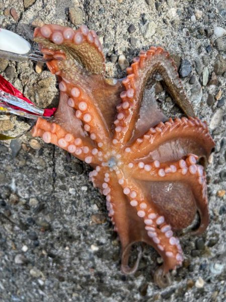 オクトパッシング16