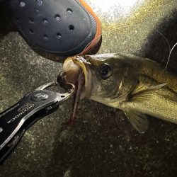 勝手にBlueBlueシバリしてみた！