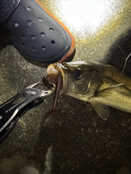 勝手にBlueBlueシバリしてみた！