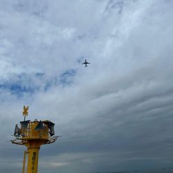 神戸沖でメジロ