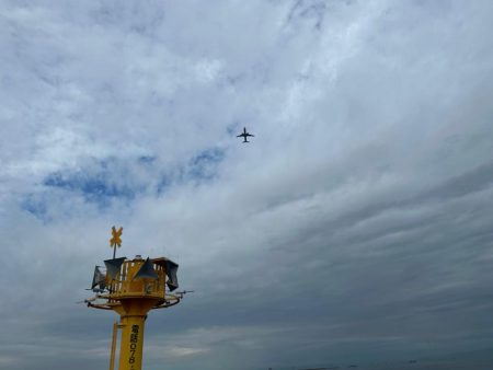 神戸沖でメジロ