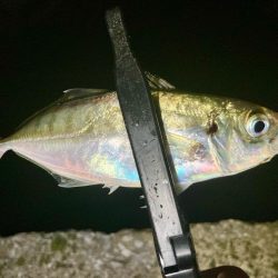 なんとかギリギリ中サイズ🐟