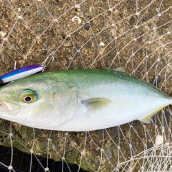 キビナグローもいい感じに釣れますにゃー