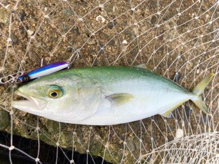 キビナグローもいい感じに釣れますにゃー