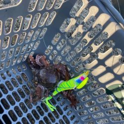 ⭐︎そろそろ苦潮気配