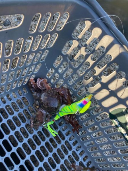 ⭐︎そろそろ苦潮気配