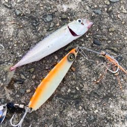 キシイチSPオレンジ良い感じにゃ！