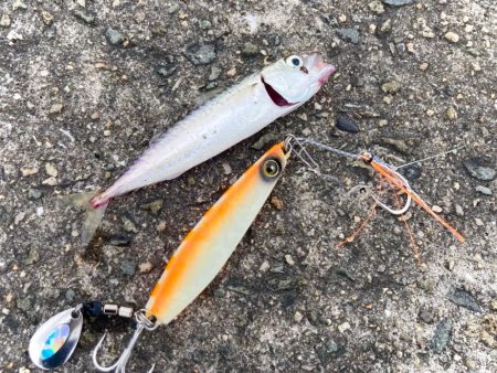 キシイチSPオレンジ良い感じにゃ！