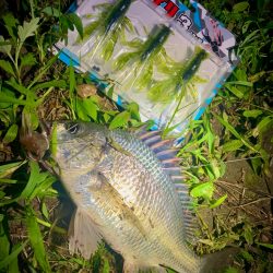 ほぼザリでほぼチヌ