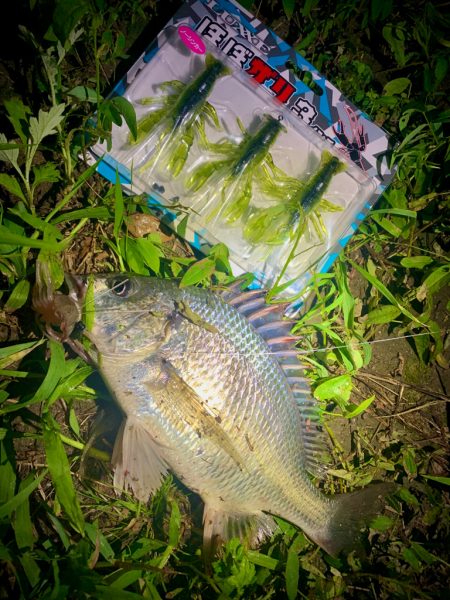 ほぼザリでほぼチヌ