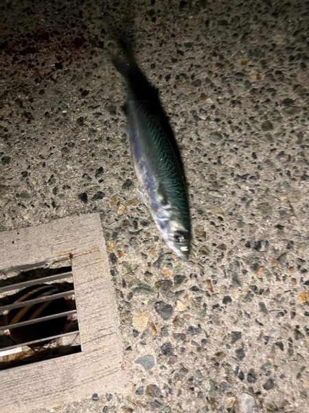 今年初大サバ！