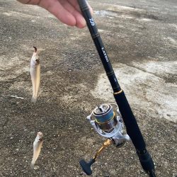 雨上がりのシロギスタ
