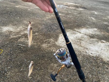 雨上がりのシロギスタ
