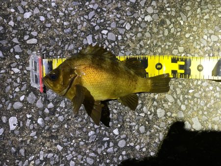 雨の合間を打って